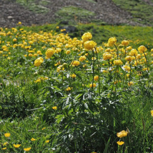 Trollius