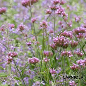 Verbena bonariensis