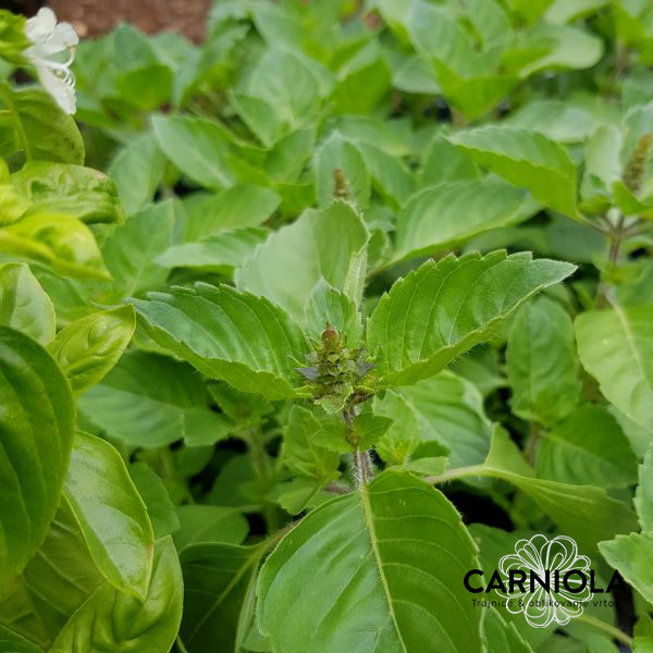Sveta bazilika, tulsi bazilika, aromatično zelišče, dišavnica.