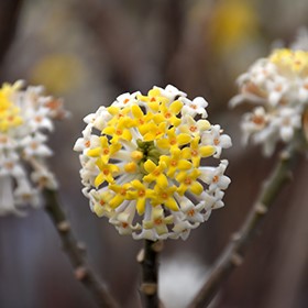 Edgeworthia chrysantha ‘Grandiflora’ - papirni grm, edžvortija je robusten listopadni grm z zaobljenimi socvetji, sestavljenimi iz številnih majhnih, rahlo dišečih rumenih cvetov, ki se odpirajo iz dlakavih brstov pozimi in zgodaj spomladi, preden se pojavijo ozko ovalni listi. Cvetovi so dišeči, zvezdasti in rumeni.