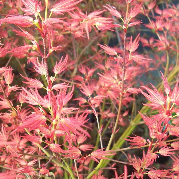 JAPONSKI JAVOR ‘Wilson’s Pink Dwarf’ (Acer palmatum) je čudovita rastlina, ki doseže višino približno 1,5 metra. Njegovi listi so globoko razrezani in spomladi izstopajo v svetlo rožnato oranžni barvi, ki se poleti spremeni v svetlo zeleno.