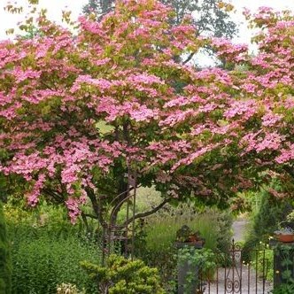 Japonski dren Cornus kousa ‘Satomi’ je velika grmovnica oziroma drevo, ki zraste do 6 metrov v višino. Njegovi listi so izrazito koničasti in se v jeseni obarvajo v briljantno rdečo barvo.