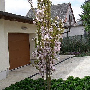 Japonska češnja Prunus serrulata ‘Amanogawa’ je okrasno drevo, ki ima krošnjo v obliki stebra, kar še poveča njeno okrasno vrednost.