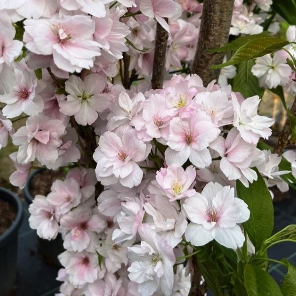 Japonska češnja Prunus serrulata ‘Amanogawa’ je okrasno drevo, ki ima krošnjo v obliki stebra, kar še poveča njeno okrasno vrednost.
